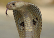 Woman dies of Snake bite in Udupi